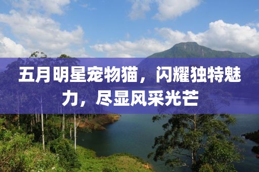 五月明星寵物貓，閃耀獨(dú)特魅力，盡顯風(fēng)采光芒