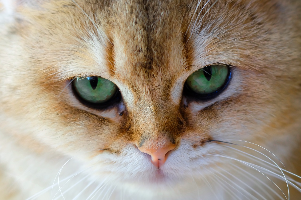 菲律賓內(nèi)亂最新動態(tài)及其影響與前景分析