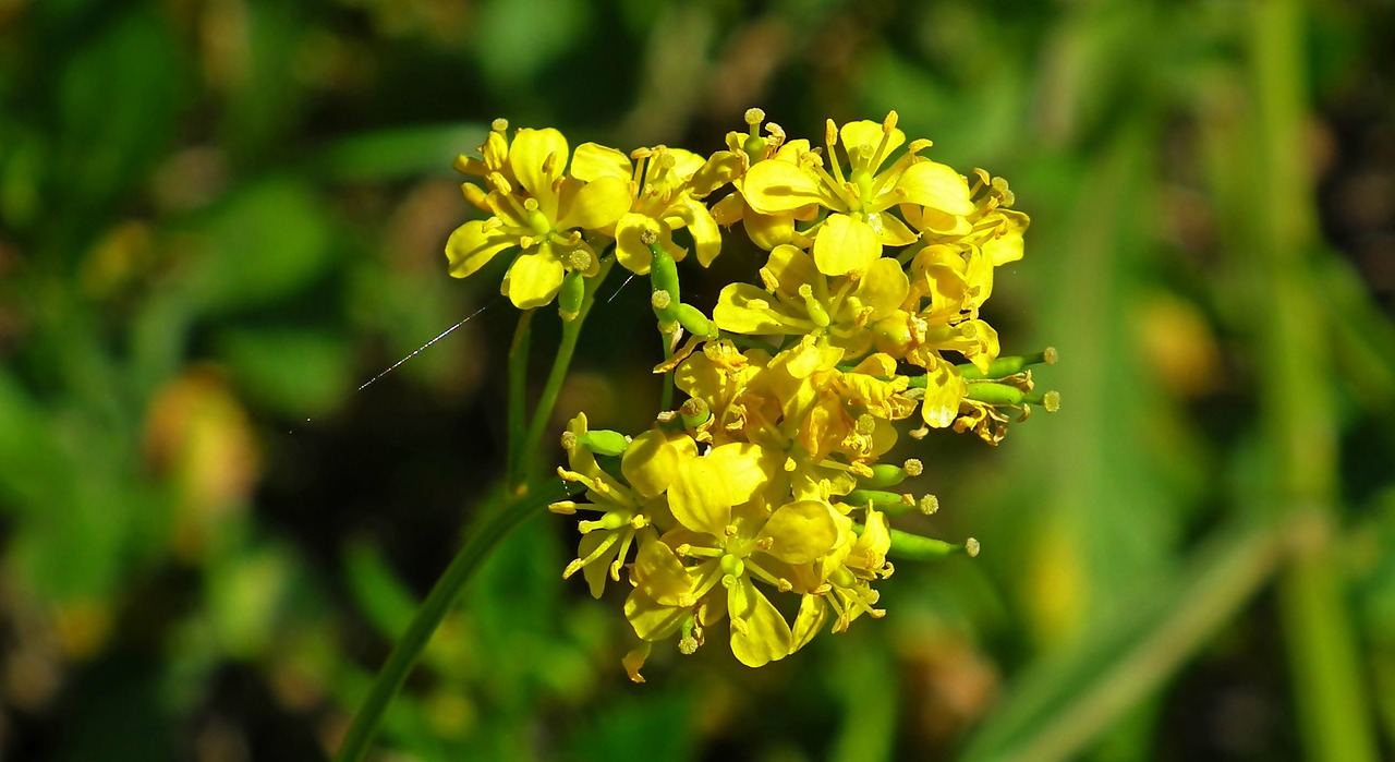 南陽(yáng)美麗之都最新動(dòng)態(tài)，城市發(fā)展的璀璨篇章揭秘