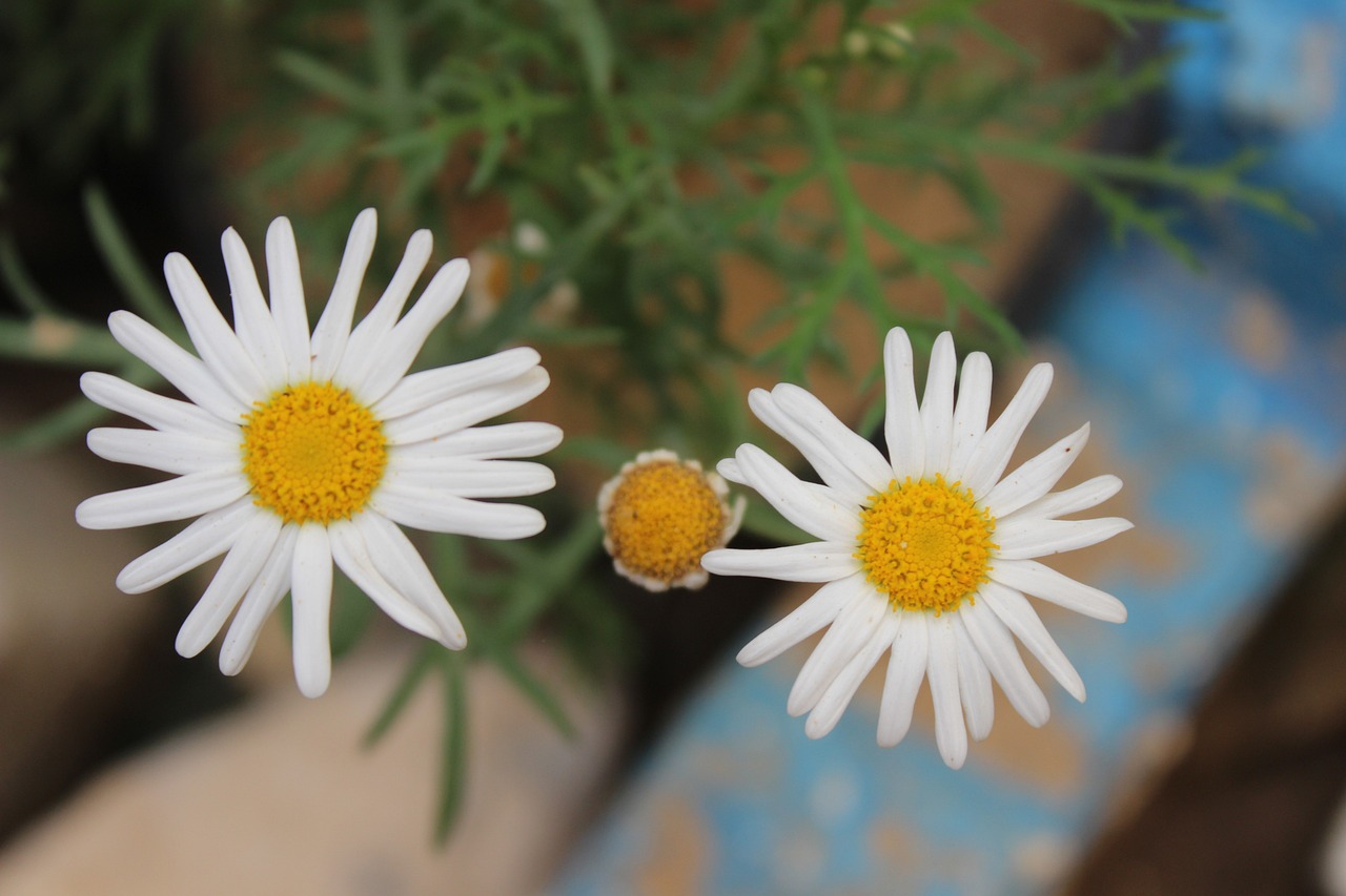 春暖花開X吧最新地址探索與分享，體驗春天的美好時刻