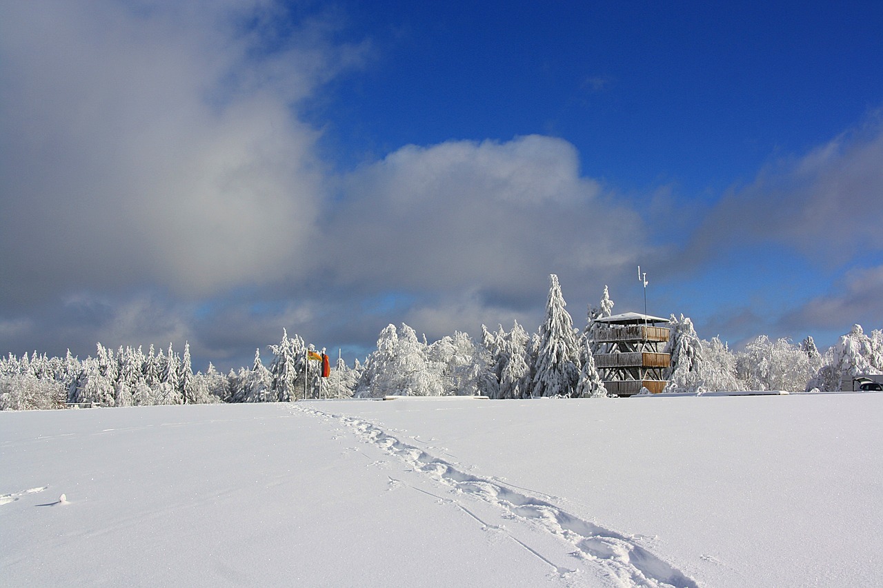 敖犬最新動態(tài)與風(fēng)采展示