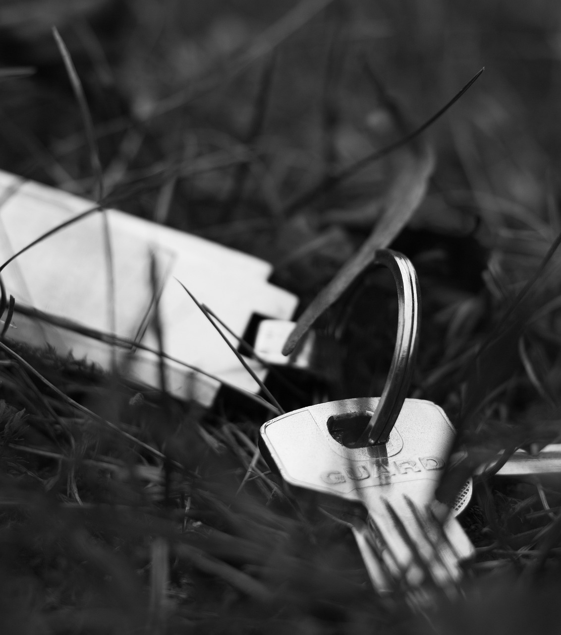 探索自然之美的獨(dú)特視角，樹林偷腥最新圖片揭秘