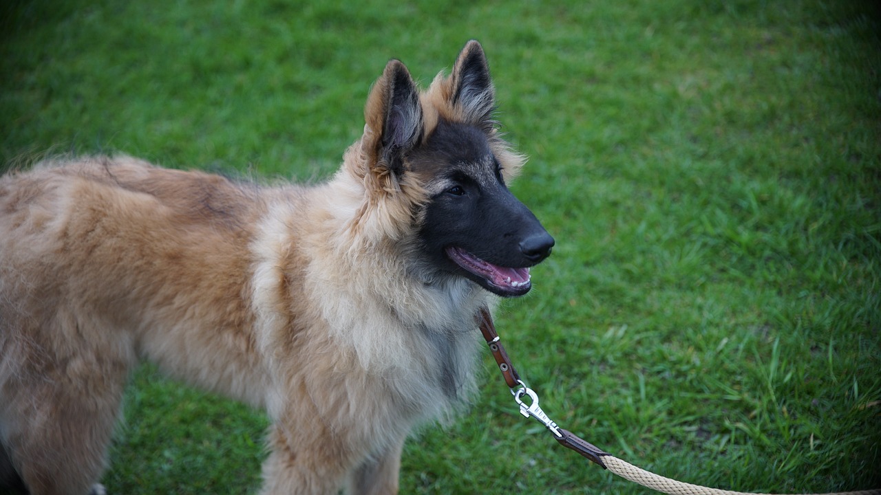 今日丙烷最新價格報價與市場動態(tài)分析綜述