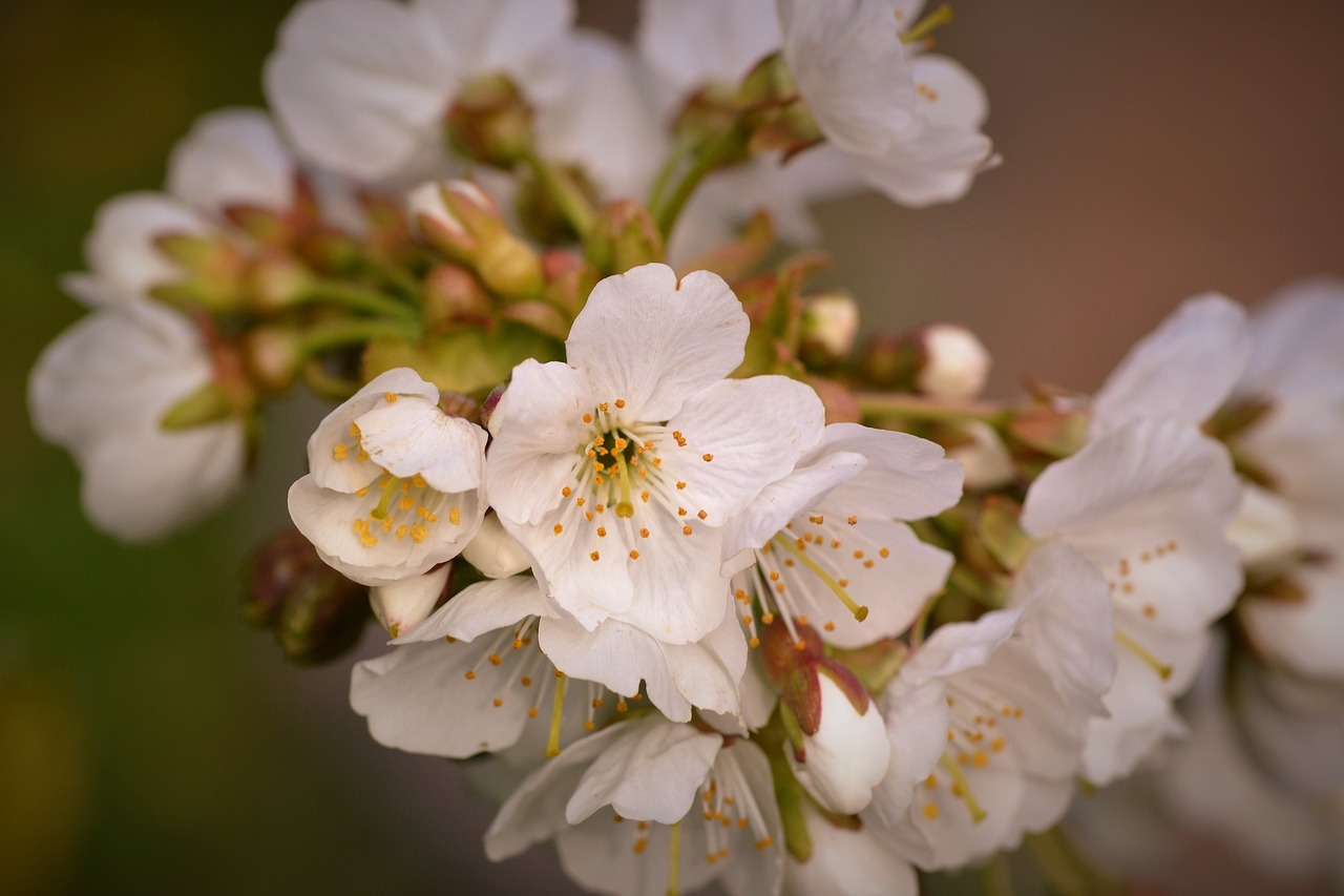 平谷馬坊最新動態(tài)報道，最新新聞更新