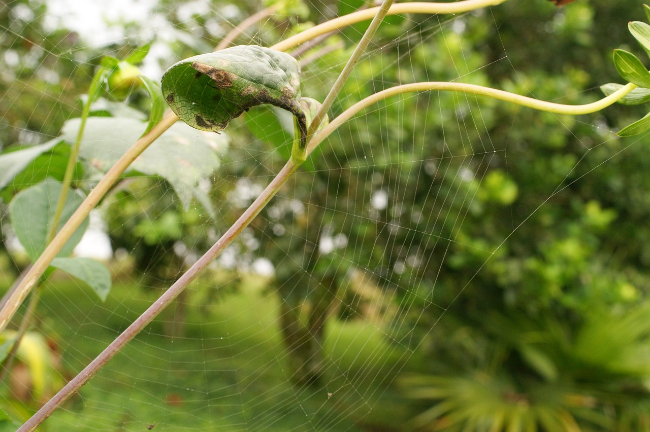 國際梅花協(xié)會最新動態(tài)更新