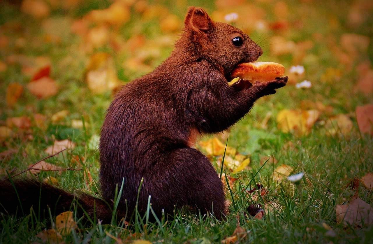 吳美珩最新動(dòng)態(tài)，娛樂(lè)新篇章的璀璨明星之路