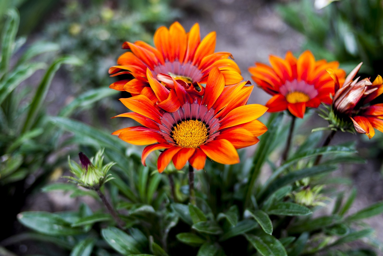 昆明廠最新招聘信息全解析，招聘動(dòng)態(tài)及詳情概述