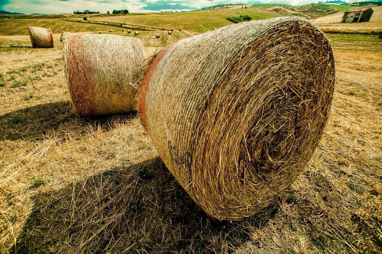 WRV最新動態(tài)，引領未來變革與突破
