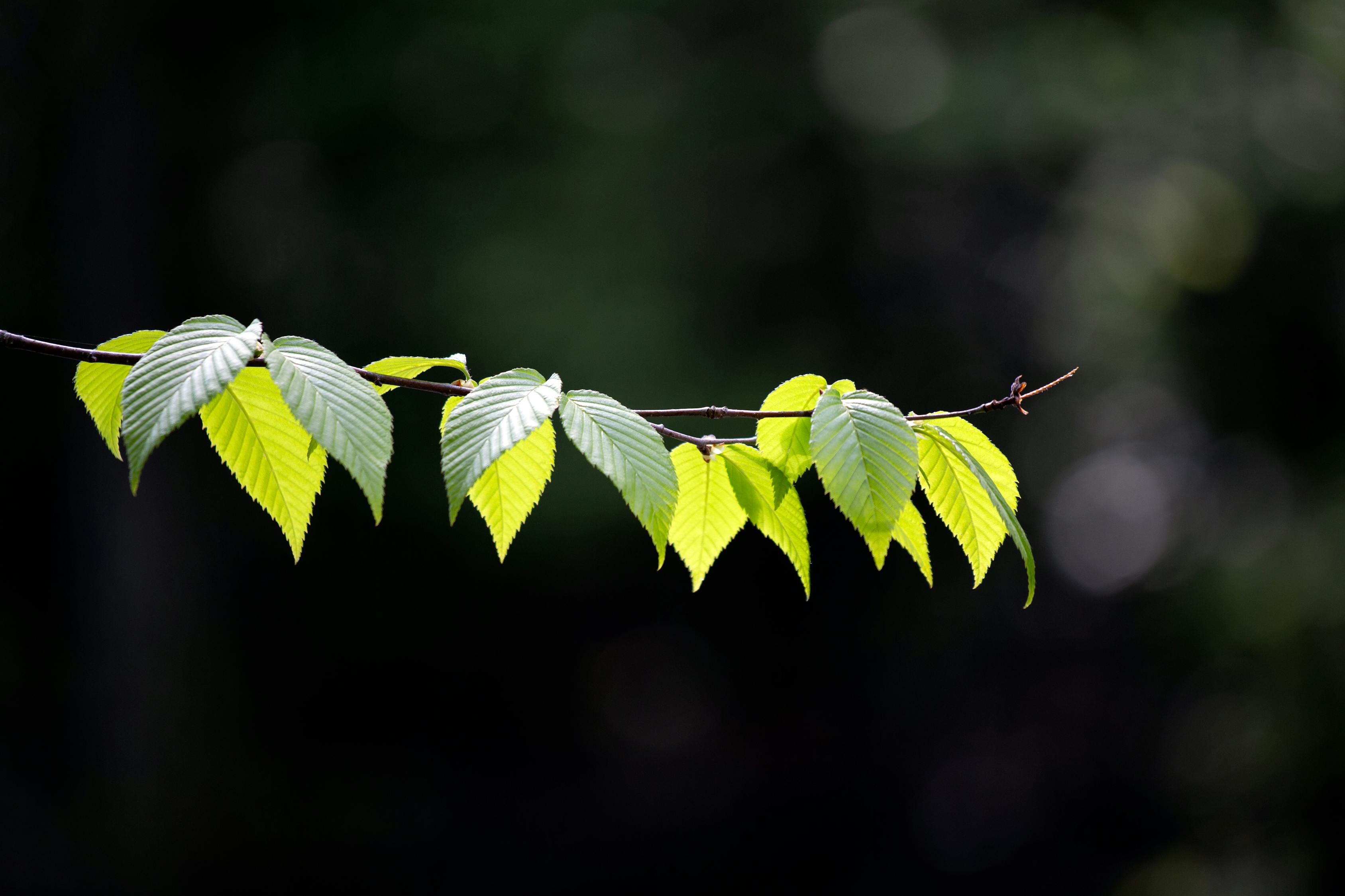 尼卡忽而至夏最新——夏日奇遇的驚喜降臨