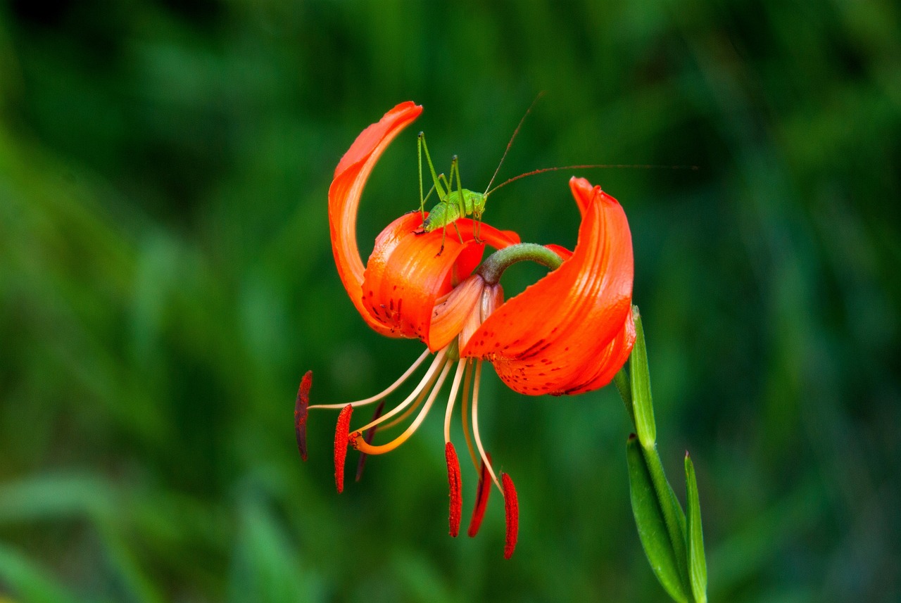 恒天海龍股票最新消息深度解析與動態(tài)關注