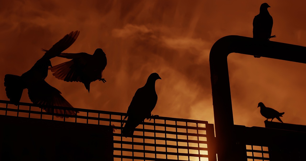 大哥最新ID探索之旅，啟示與揭秘