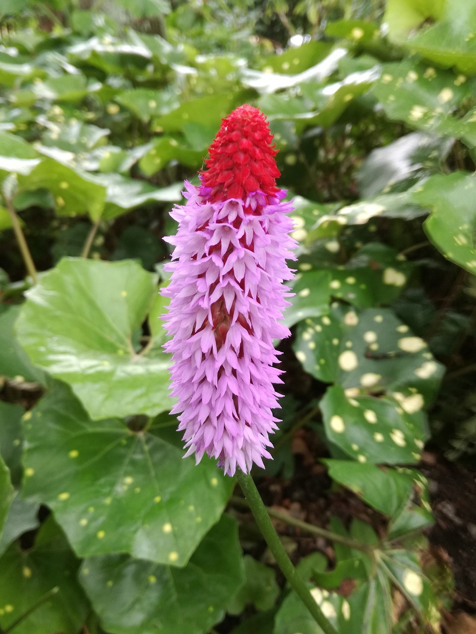 繁榮中的新面貌，青田新聞最新動(dòng)態(tài)與發(fā)展概覽